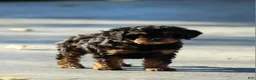 Cavapoo dogs for sale: Rumble - Ad 6