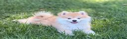 Pomsky dogs for sale: Remy - Ad 3