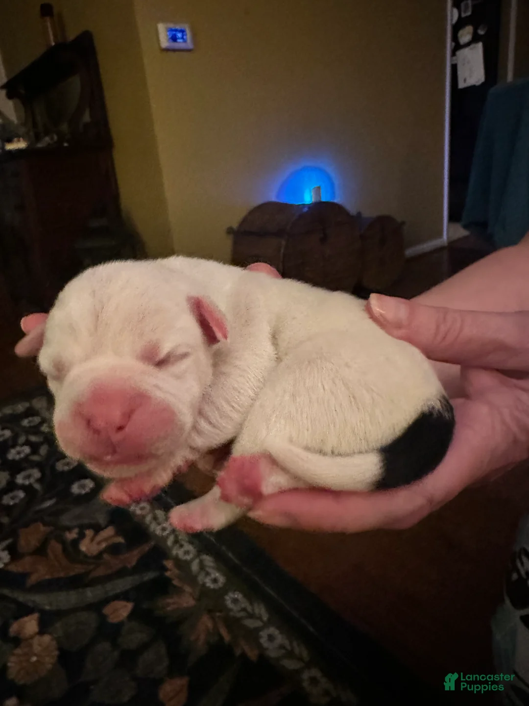 Mixed Breed dogs for sale: English Bulldog Puppy 3 - Ad 6
