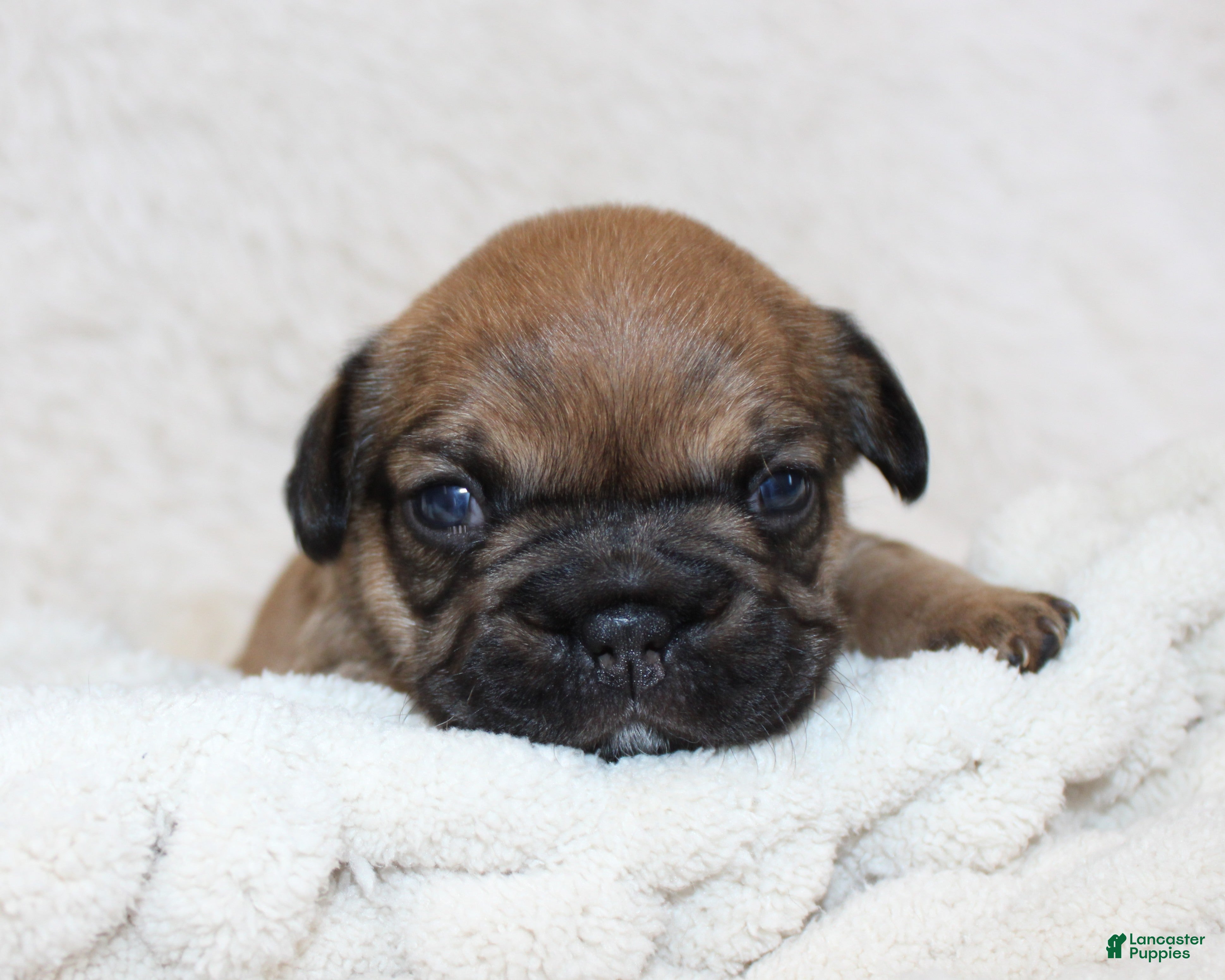 French Bulldog dogs Letty - Ad 1