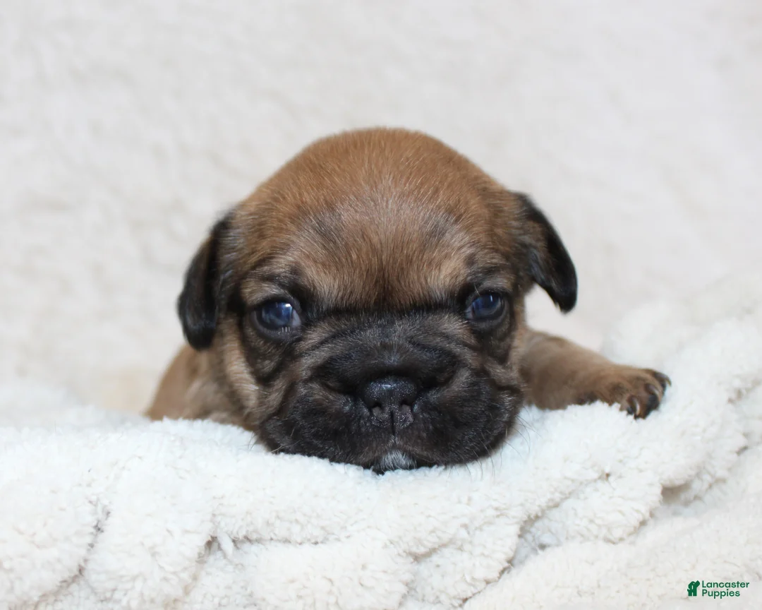 French Bulldog dogs for sale: Letty - Ad 1