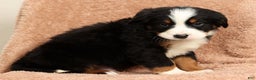Bernese Mountain Dog dogs for sale: King - Ad 9