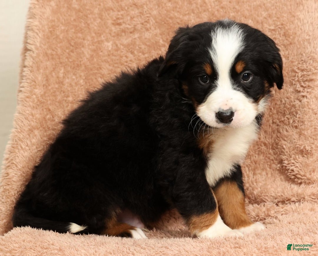 Bernese Mountain Dog dogs for sale: King - Ad 9