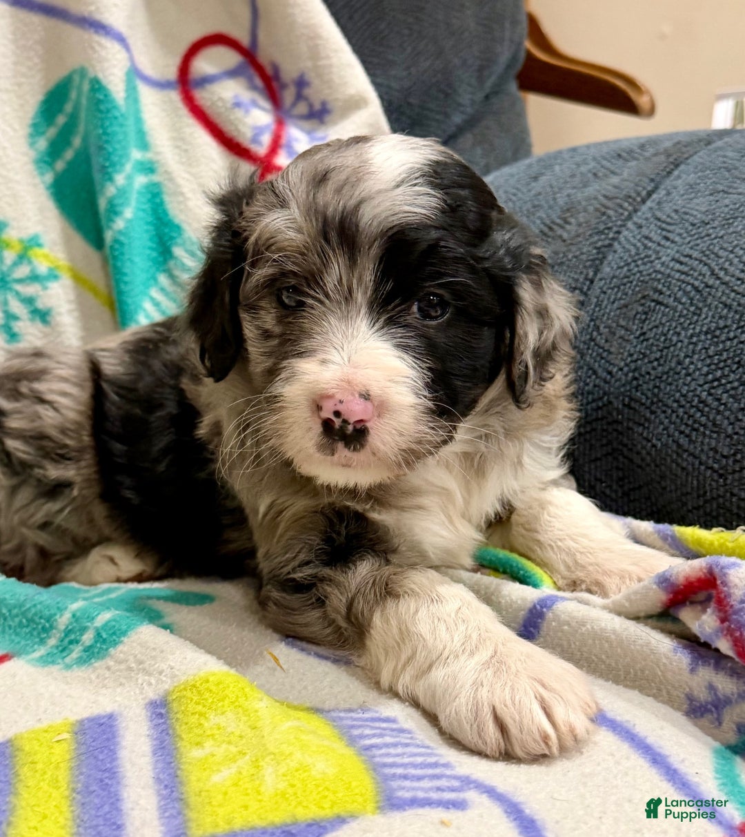 Mini Aussiedoodle dogs for sale: Cassie  - Ad 6