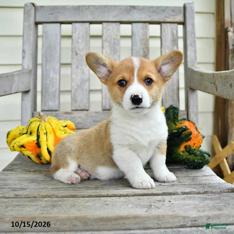 Welsh Corgi Pembroke dogs for sale: Little Bub - Ad 2
