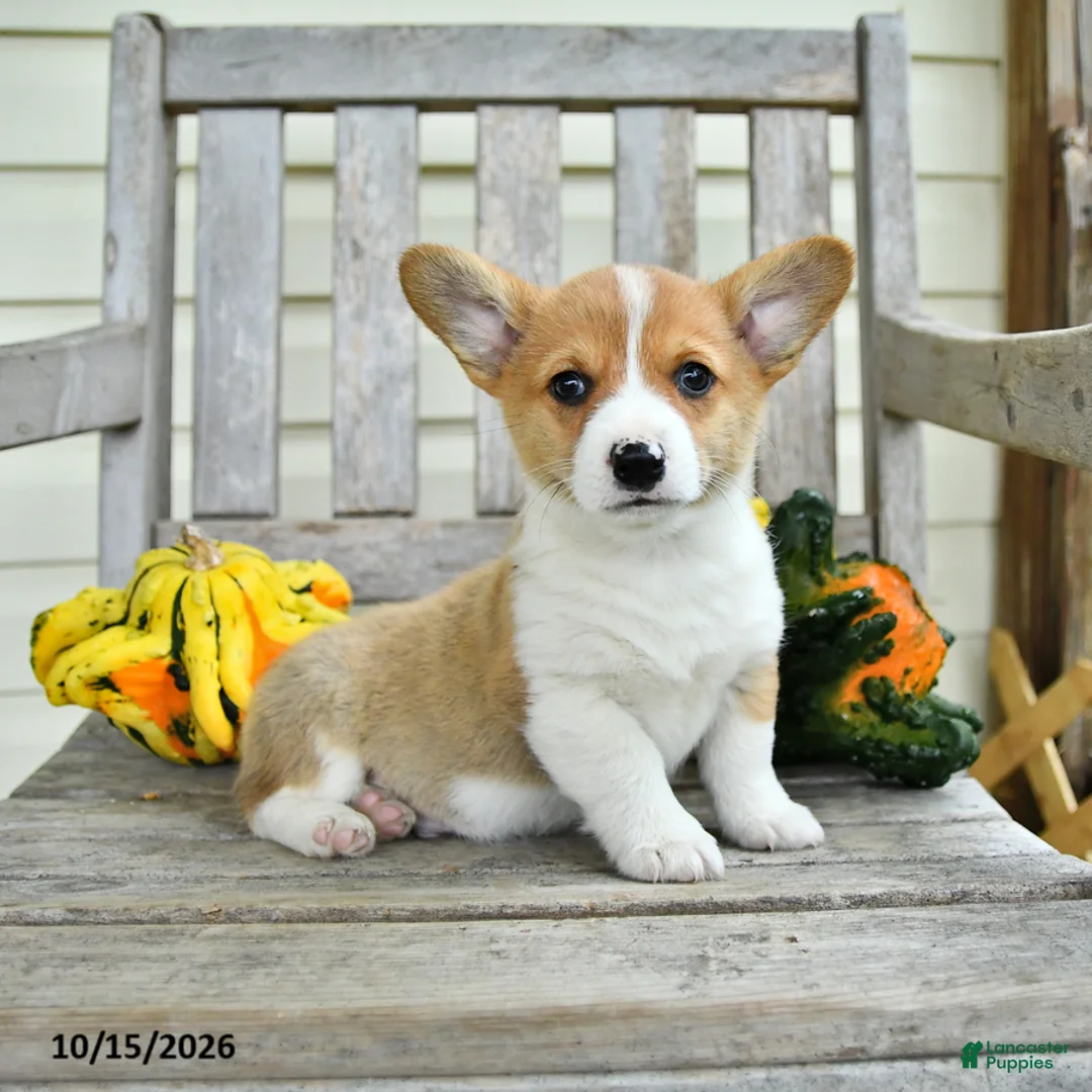 Welsh Corgi Pembroke dogs for sale: Little Bub - Ad 2