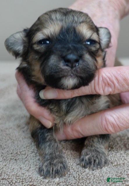 Maltipoo dogs River - Ad 9