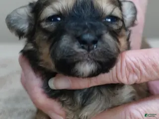 Maltipoo dogs River - Ad 4