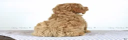Mini Goldendoodle dogs for sale: Olive - Ad 5