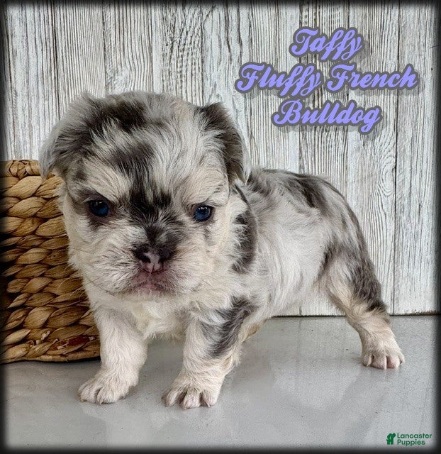 French Bulldog dogs Taffy - Ad 1
