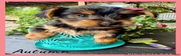 Yorkshire Terrier dogs for sale: Autumn - Ad 1