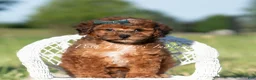 Toy Poodle dogs for sale: Rue AKC - Ad 7