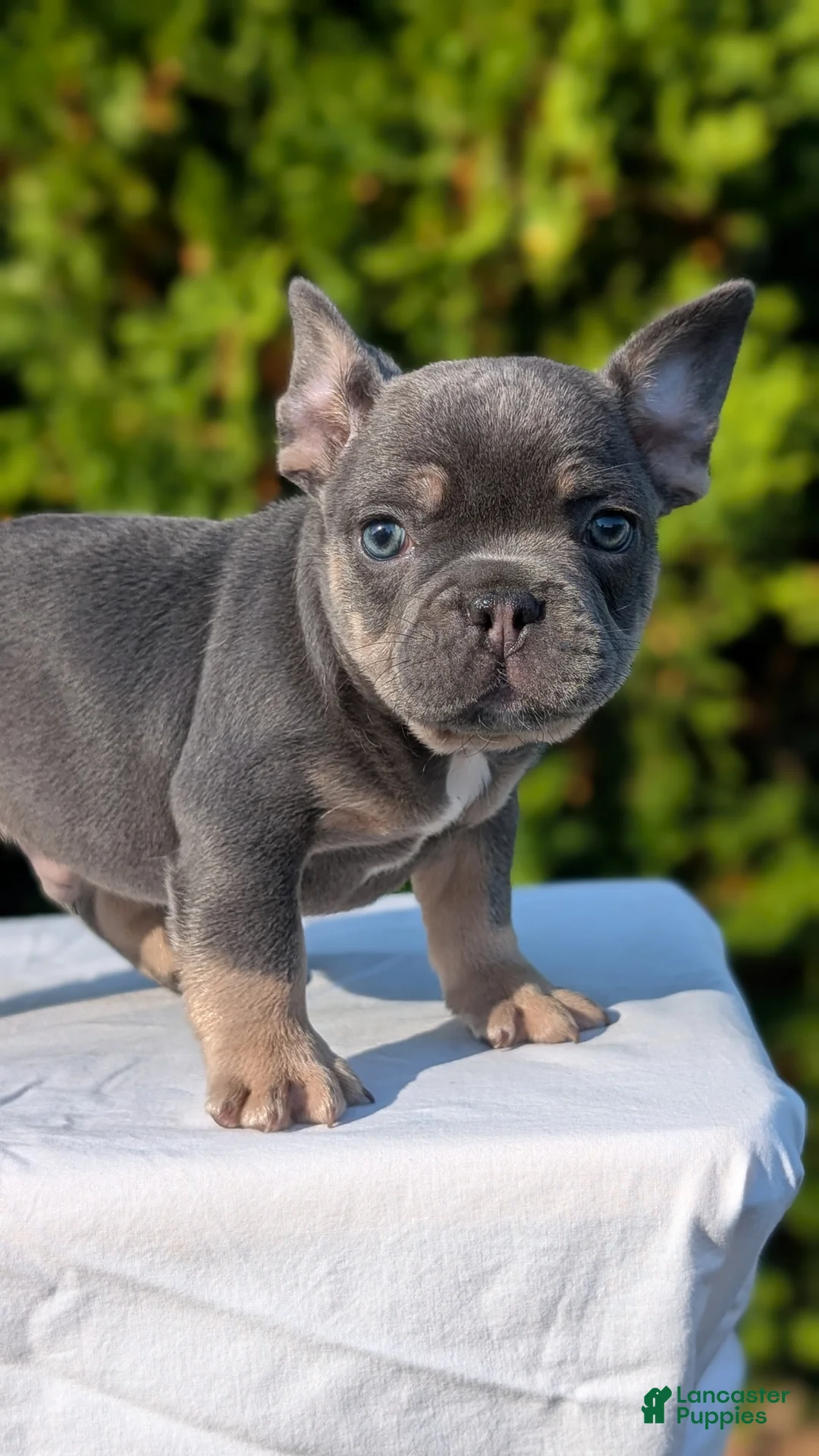 French Bulldog dogs for sale: Leo - Ad 2