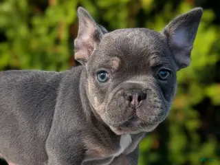 French Bulldog dogs Leo - Ad 2