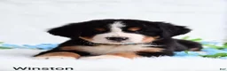Bernese Mountain Dog dogs for sale: Winston  - Ad 3