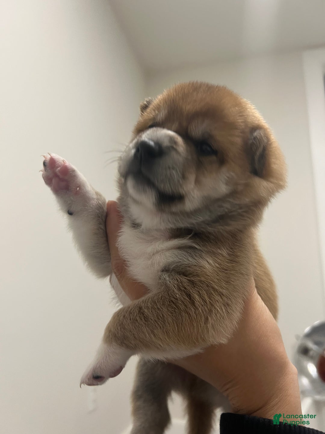 Shiba Inu dogs for sale: Shiba Inu Puppy 2 - Ad 5