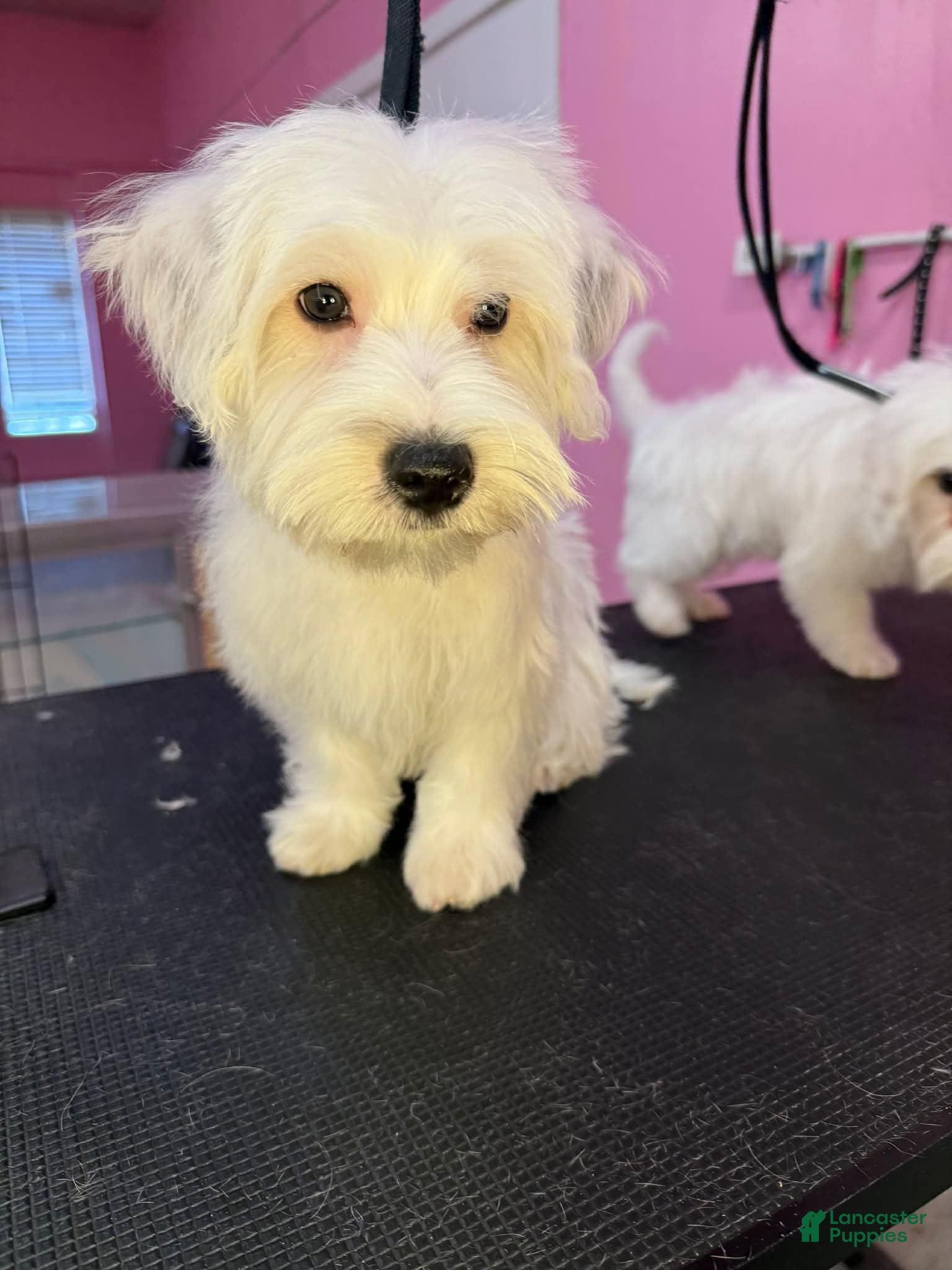 Yochon dogs Morty - Ad 1