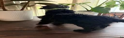 Labradoodle dogs for sale: Masego - Ad 6