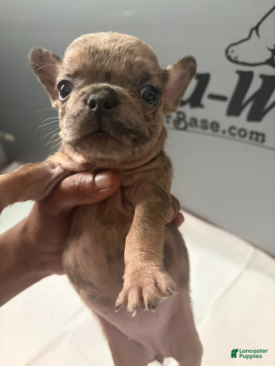French Bulldog dogs for sale: French Bulldog 3 - Ad 2