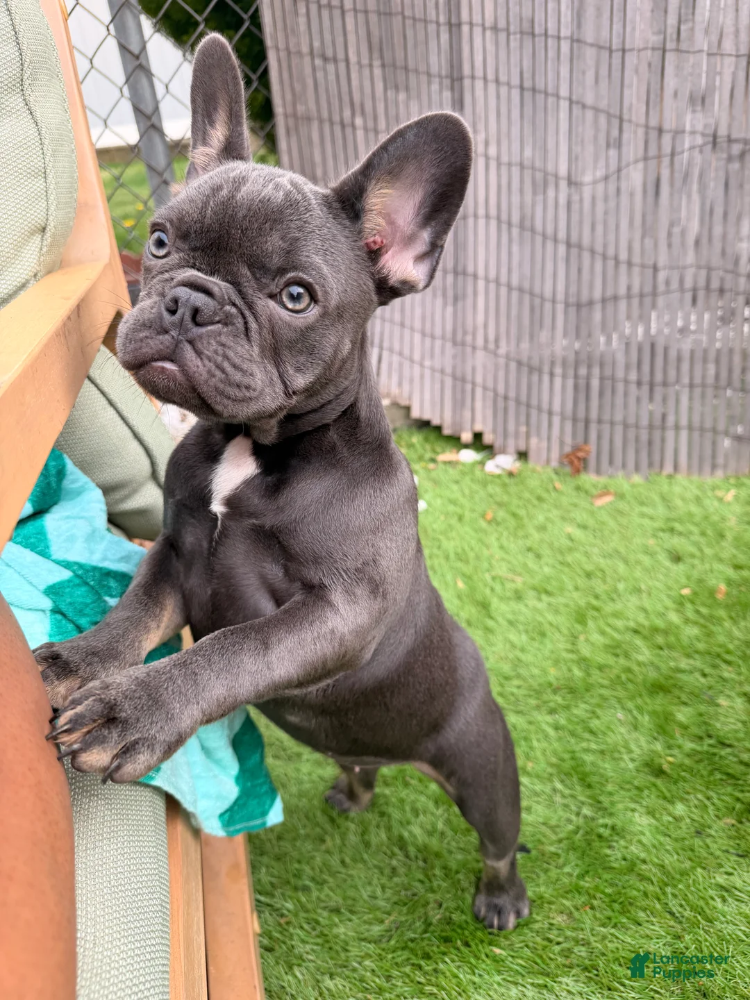 French Bulldog dogs for sale: French Bulldog Puppy 1 - Ad 1