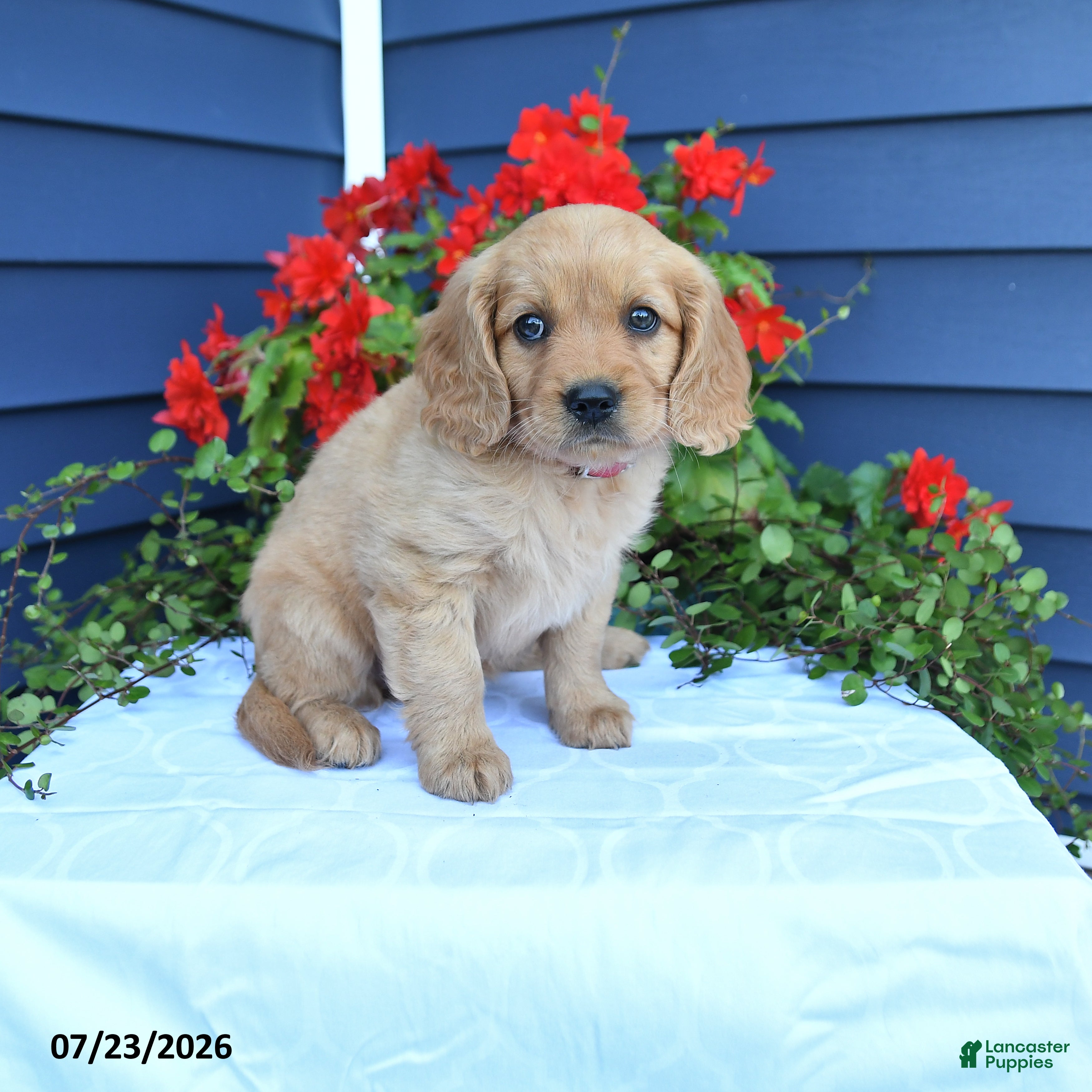 Miniature Golden Retriever dogs for sale: Sunshine - Ad 2