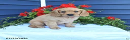 Miniature Golden Retriever dogs for sale: Sunshine - Ad 1