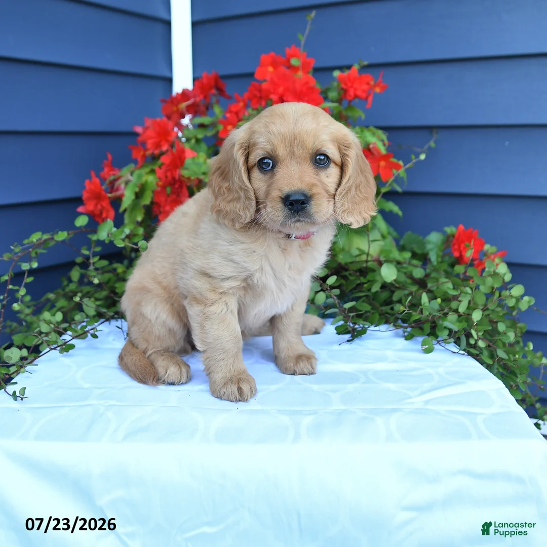 Miniature Golden Retriever dogs for sale: Sunshine - Ad 1
