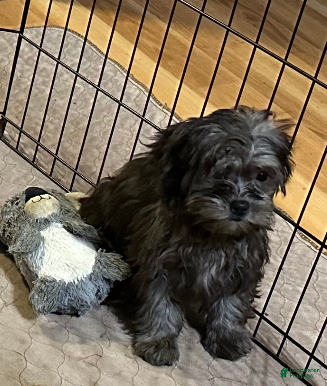 Shihpoo dogs for sale: Shihpoo Puppy 4 - Ad 4