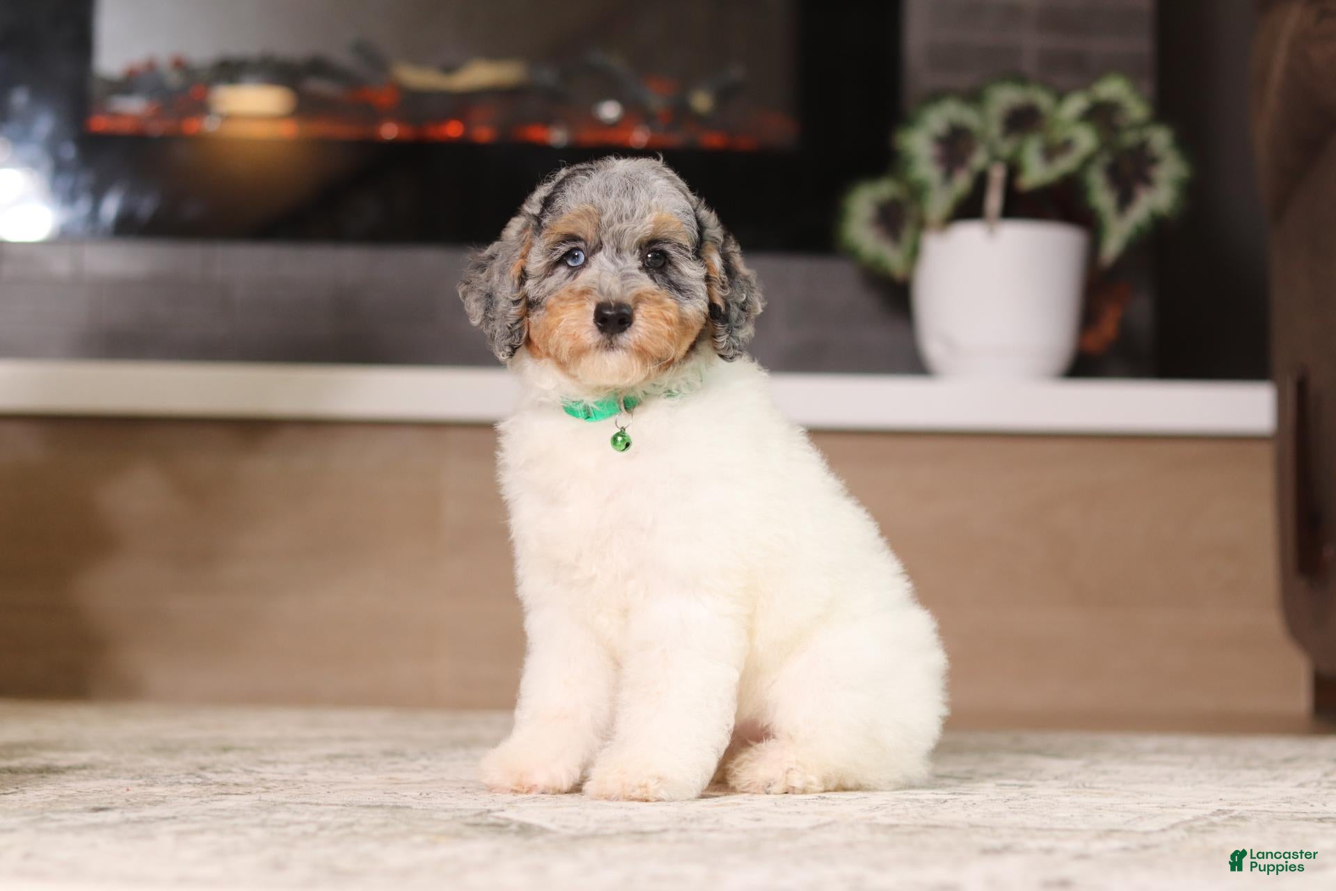 Miniature Poodle dogs Mabel (AKC) - Ad 2