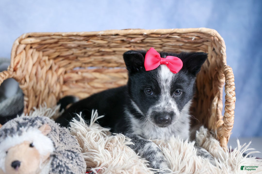 Mixed Breed dogs for sale: DOLLY - Ad 5