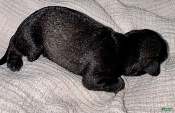 Miniature Schnauzer dogs Moose - Ad 2