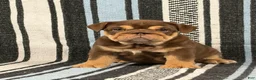 English Bulldog dogs for sale: Junie - Ad 3