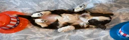 Havapoo dogs for sale: Ashley  - Ad 4