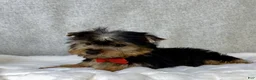 Yorkshire Terrier dogs for sale: Dash - Ad 2