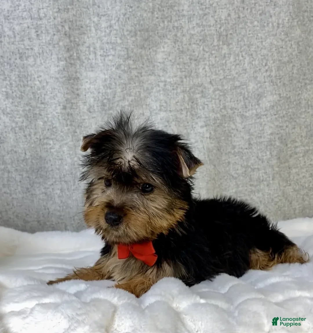 Yorkshire Terrier dogs for sale: Dash - Ad 2
