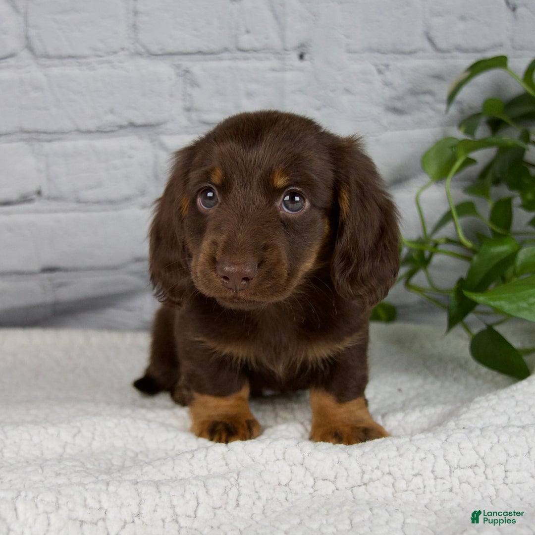 Miniature Dachshund dogs for sale: Drew - Ad 3