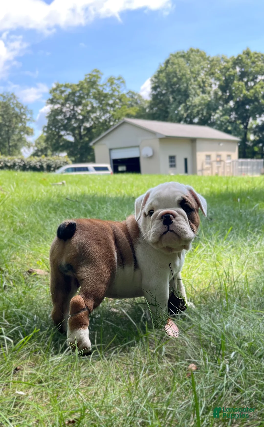 English Bulldog dogs for sale: Adelle - Ad 2