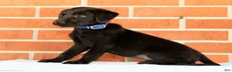 Labrador Retriever dogs for sale: Brinly - Ad 8