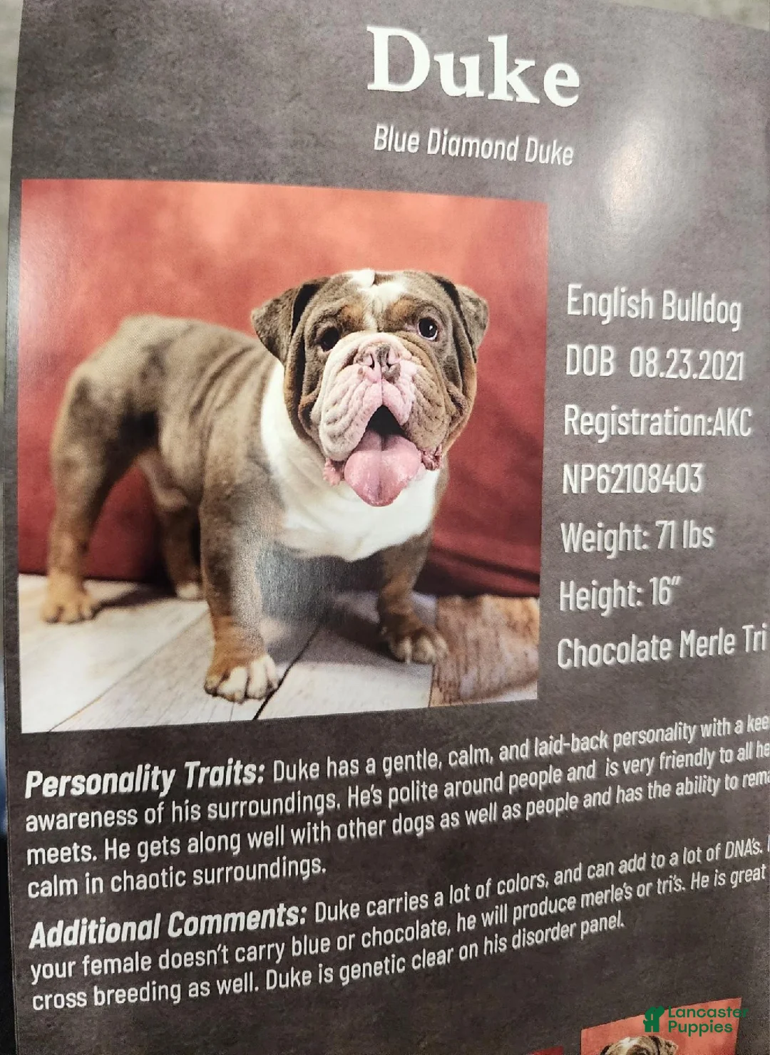 English Bulldog dogs for sale: Ramona - Ad 13