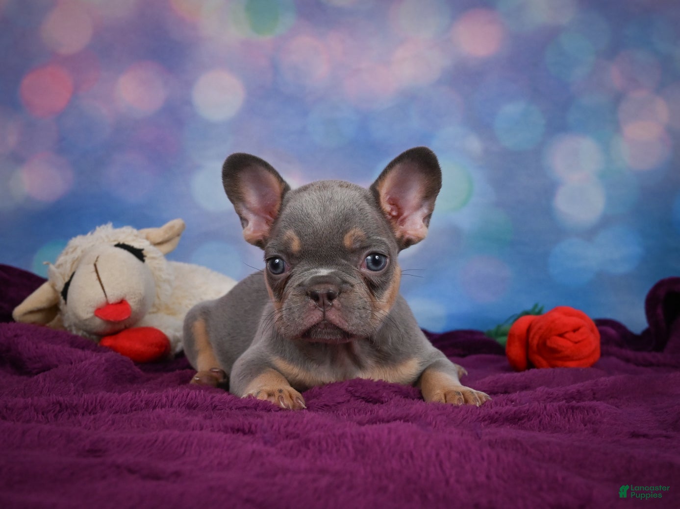French Bulldog dogs Diesel - Ad 1