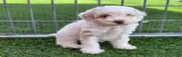 Miniature Poodle dogs for sale: Gilman Miniature Poodle Puppy  - Ad 1