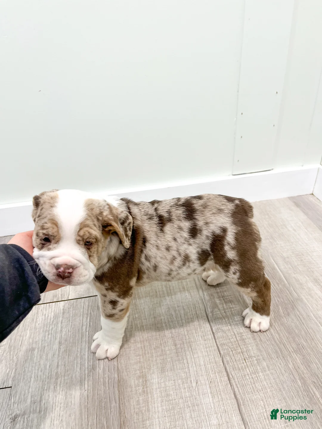 Beabull dogs for sale: Parker - Ad 7