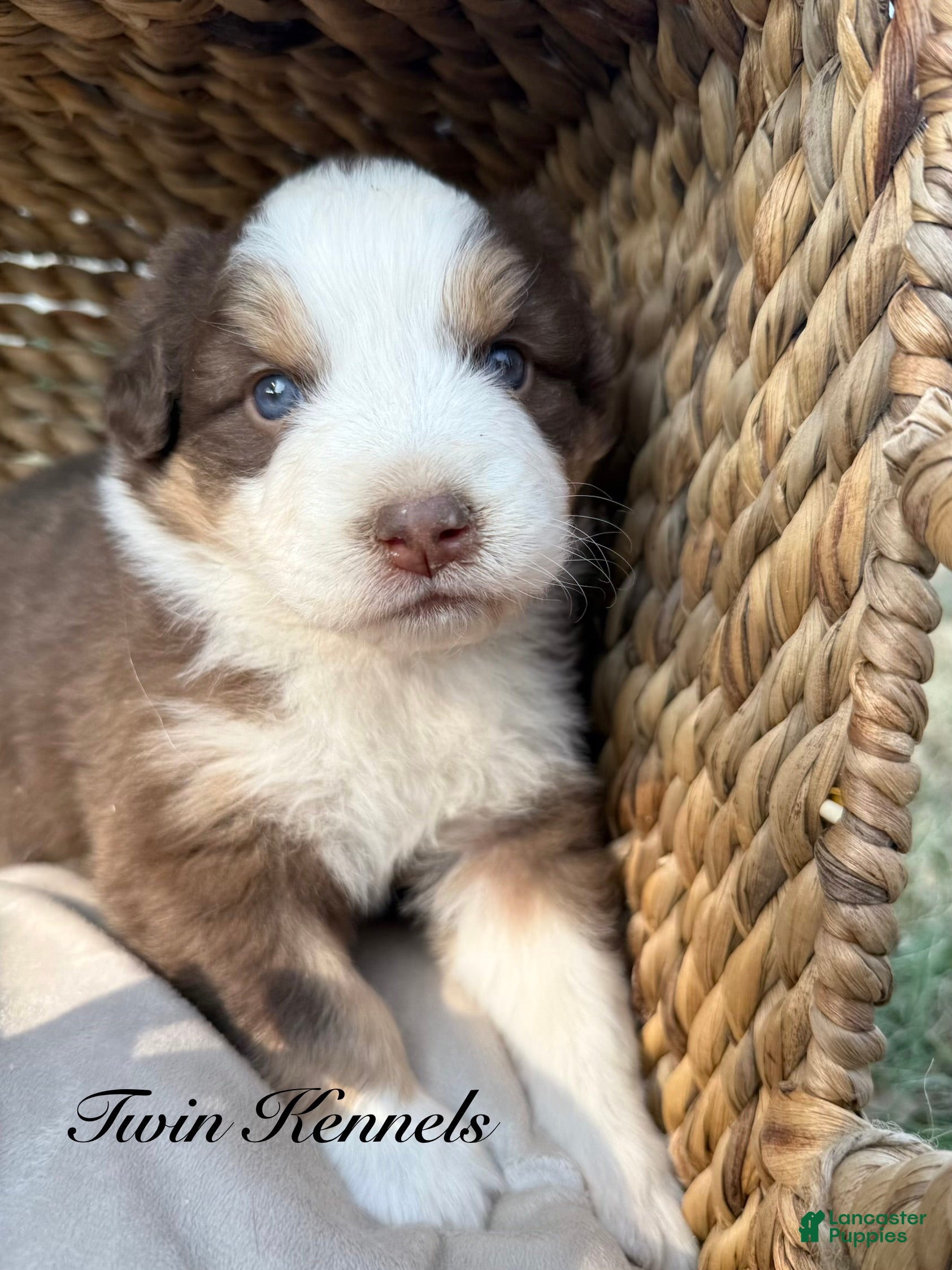 Australian Shepherd dogs Lucy - Ad 1