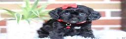 Cavapoo dogs for sale: Coco - Ad 7