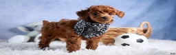 Toy Poodle dogs for sale: Tino - Ad 9