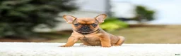 French Bulldog dogs for sale: Nico - Ad 8