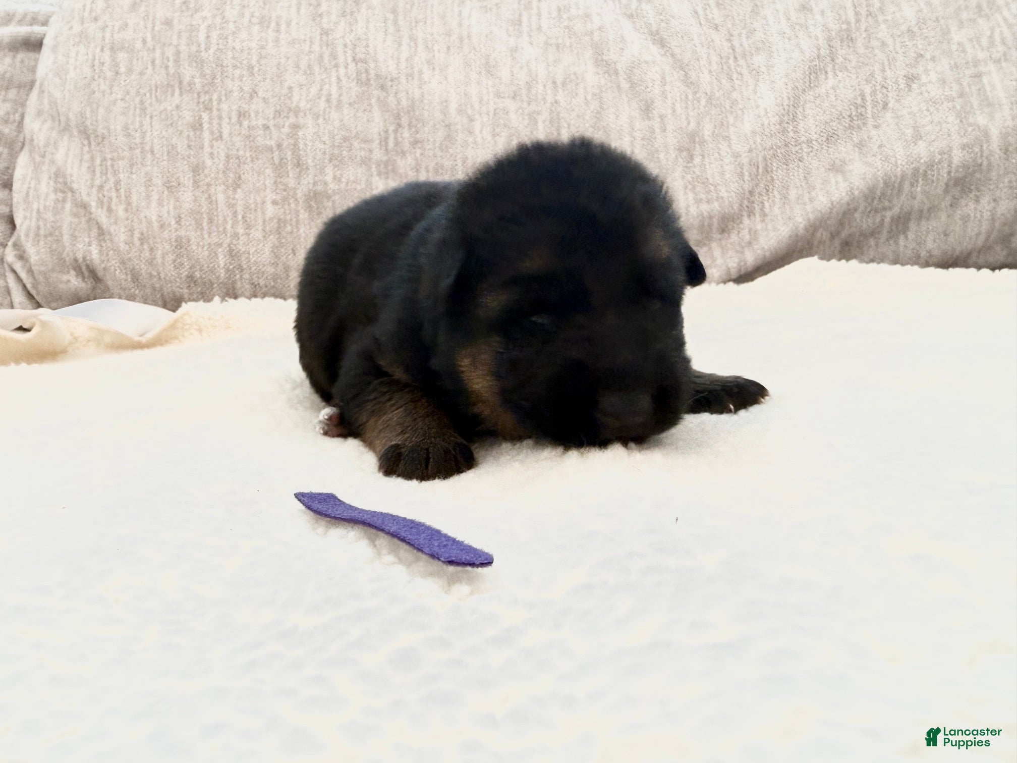 German Shepherd dogs Purple Girl - Ad 32
