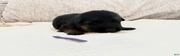 German Shepherd dogs for sale: Purple Girl - Ad 1