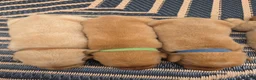 Labrador Retriever dogs for sale: Helen ♥️ Fox Red English Lab  - Ad 11