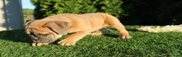English Bulldog dogs for sale: Dallas - Ad 2